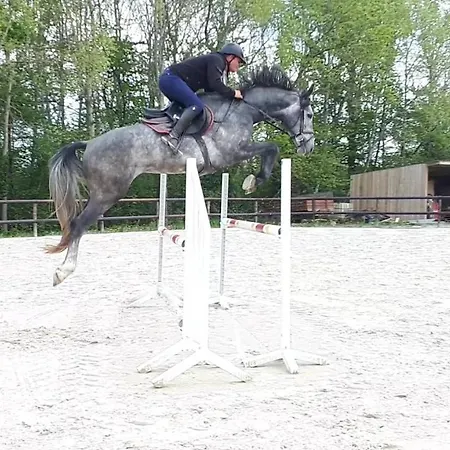 Du Haras De Vales *