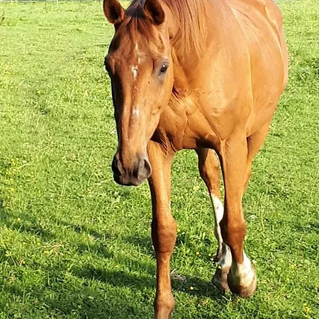 Du Haras De Vales * Moult