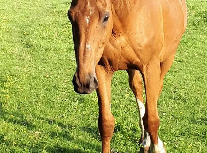 Du Haras De Vales * Moult