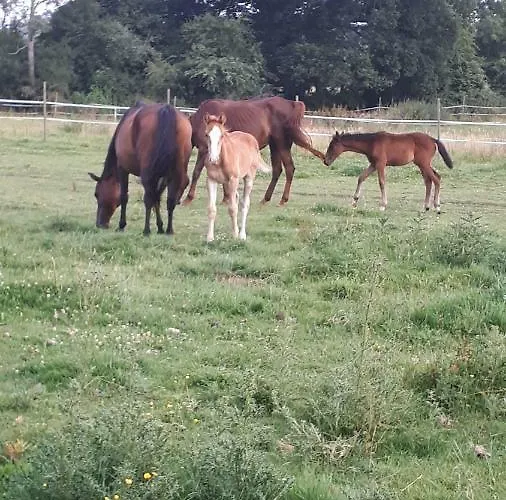 بيت للعطل Du Haras De Vales *