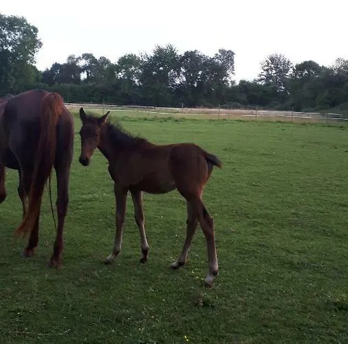 Du Haras De Vales Moult