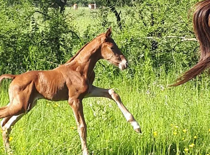 Du Haras De Vales بيت للعطل