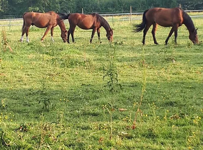 بيت للعطل Du Haras De Vales Moult